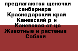 предлагаются щеночки сенбернара  - Краснодарский край, Каневский р-н, Каневская ст-ца Животные и растения » Собаки   